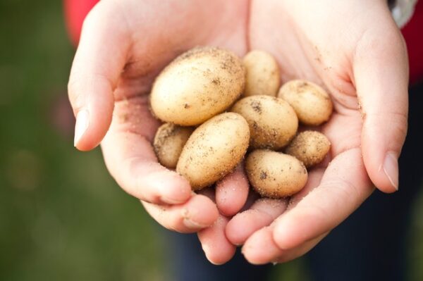 Jemand hält einige kleine Kartoffeln in den Händen