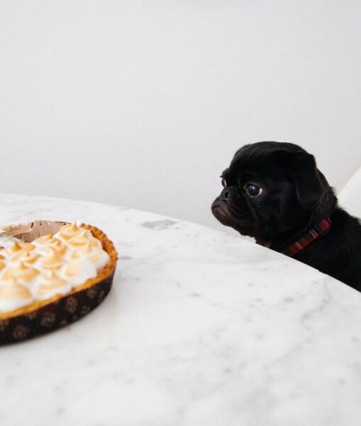 Ein Hund sitzt an einem Tisch vor einem Kuchen