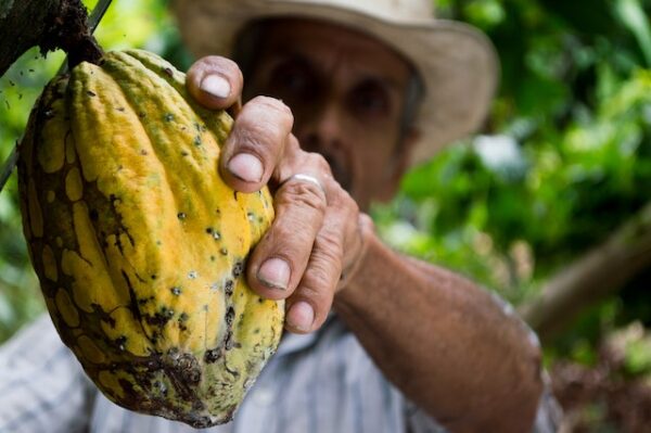 Ein Mann hält eine Kakaofrucht